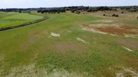 TERRENO DE 22,45 HA COM RUÍNA DE 240 M² PARA RECUPERAÇÃO EM FERREIRA DO ALENTEJO