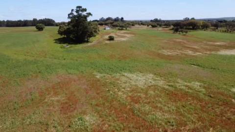 TERRENO DE 22,45 HA COM RUÍNA DE 240 M² PARA RECUPERAÇÃO EM FERREIRA DO ALENTEJO