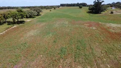TERRENO DE 22,45 HA COM RUÍNA DE 240 M² PARA RECUPERAÇÃO EM FERREIRA DO ALENTEJO