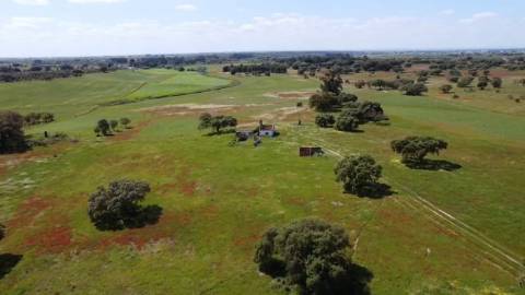 TERRENO DE 22,45 HA COM RUÍNA DE 240 M² PARA RECUPERAÇÃO EM FERREIRA DO ALENTEJO