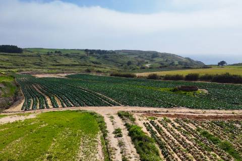 Venda de 2 Terrenos Agrícolas na zona do Paimogo, Lourinhã