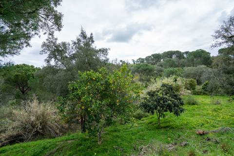 QUINTA COM 5HA DE TERRENO COM 500M2 URBANO - GALVEIAS - PONTE DE SOR