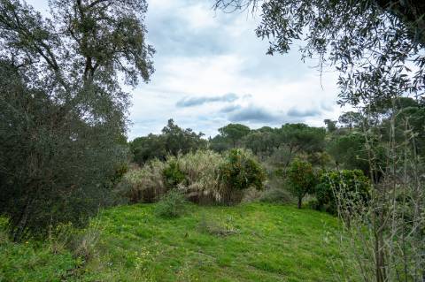 QUINTA COM 5HA DE TERRENO COM 500M2 URBANO - GALVEIAS - PONTE DE SOR