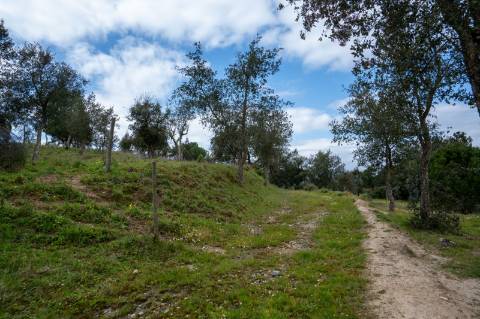 QUINTA COM 5HA DE TERRENO COM 500M2 URBANO - GALVEIAS - PONTE DE SOR