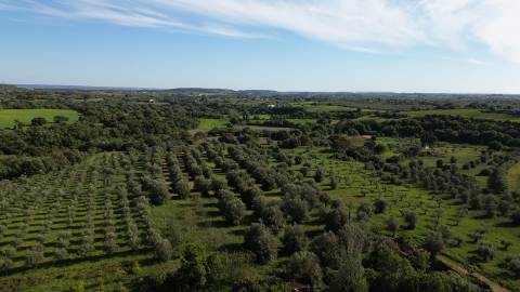 Venda de Quinta com Casa T4, Adega, Lagar e Terreno com Árvores de Fruto em Casével - Santarém
