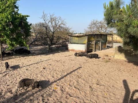 Quinta para venda - Forninho, Setúbal