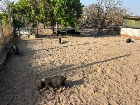 Quinta para venda - Forninho, Setúbal