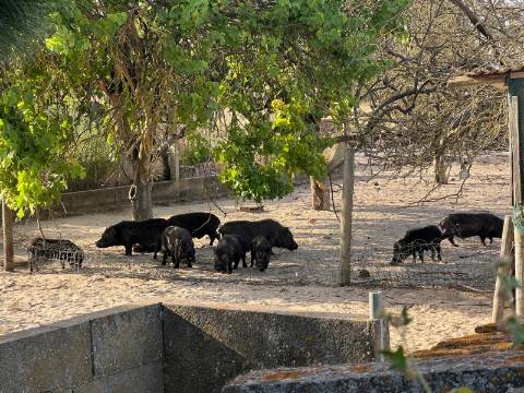 Quinta para venda - Forninho, Setúbal