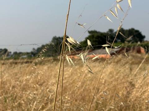 Quinta para venda - Forninho, Setúbal