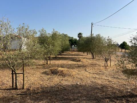 Quinta para venda - Forninho, Setúbal