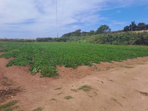 Terreno rústico com 26 400m² no Lugar da Estrada, Atouguia da Baleia