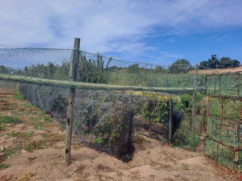 Terreno rústico com 26 400m² no Lugar da Estrada, Atouguia da Baleia