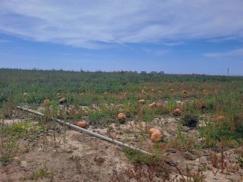Terreno rústico com 26 400m² no Lugar da Estrada, Atouguia da Baleia