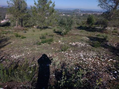 Terreno de 1505m2 urbanizável em Ortiga, Fátima com vista Castelo Ourém