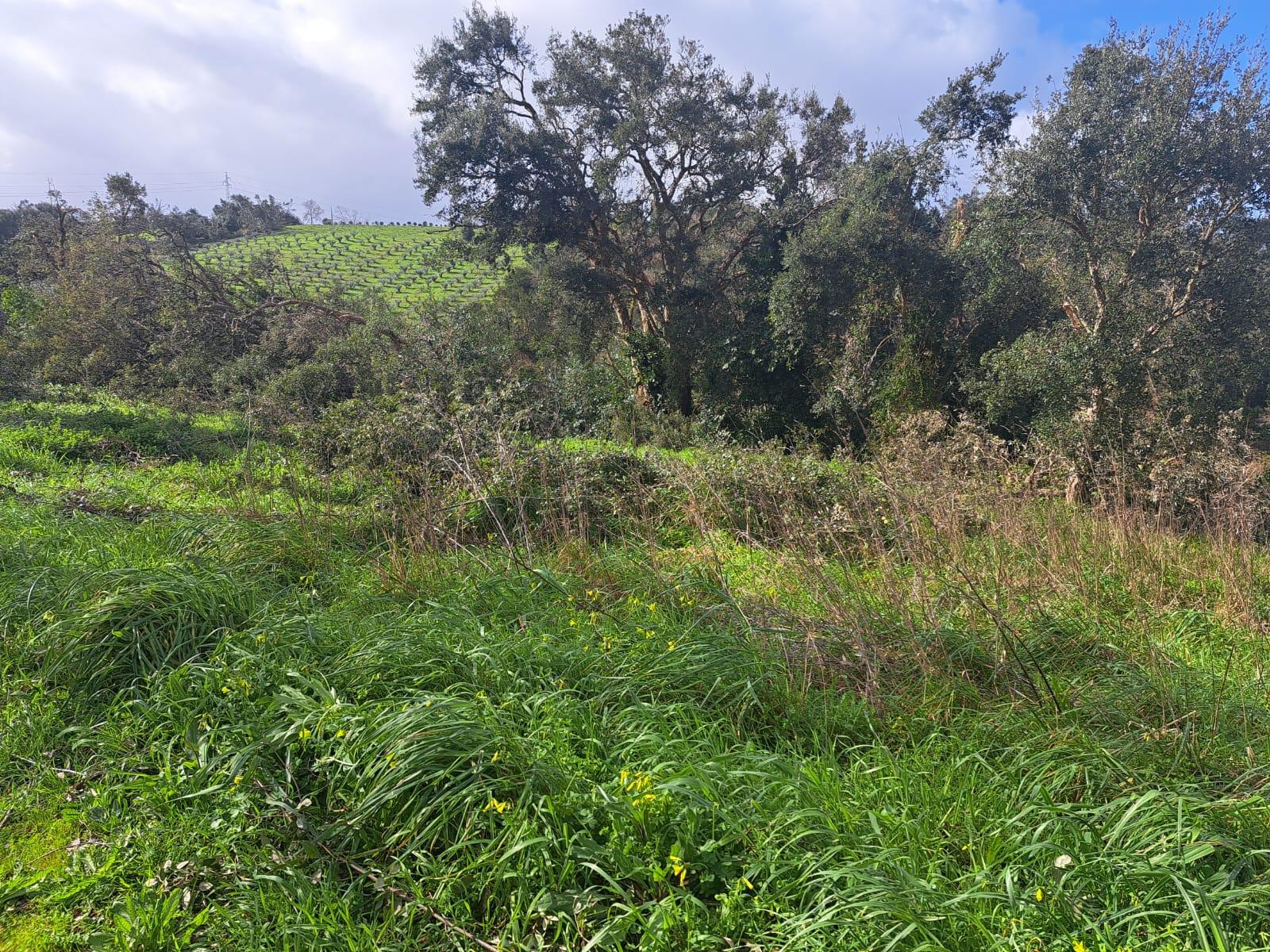 Terreno de 562m2 urbano em Barreira, Leiria