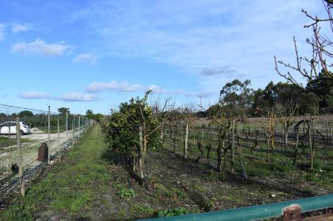 Moradia T3 com terreno