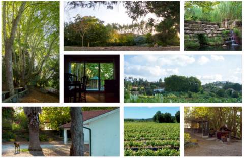 Quinta do Regato com 13 HA