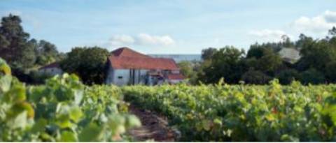 Quinta do Regato com 13 HA