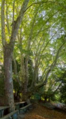 Quinta do Regato com 13 HA