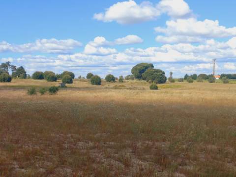 Terreno, Lau, Palmela