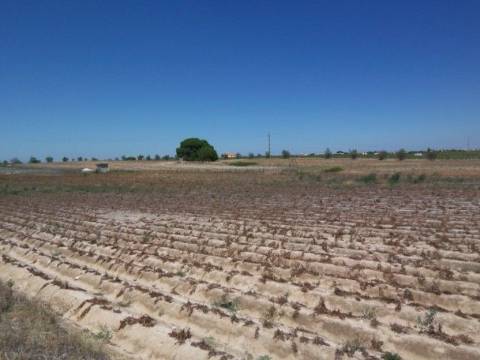 Terreno, Lau, Palmela