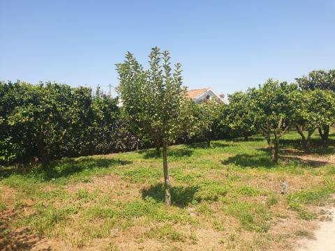 Quinta T7, Vale da Abrunheira, Palmela