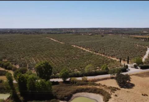 Terreno , Avis, Portalegre