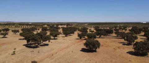 Terreno , Avis, Portalegre