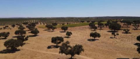 Terreno , Avis, Portalegre