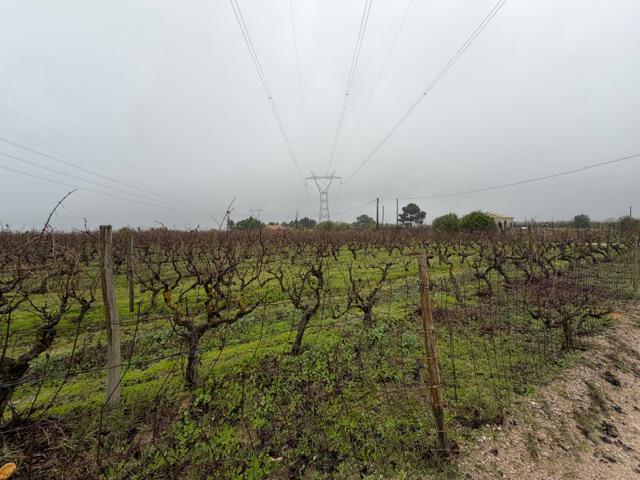 Terreno, Lau, Palmela