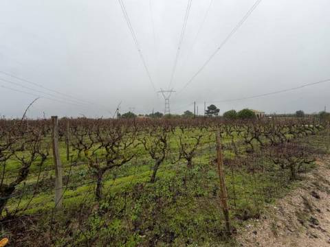 Terreno, Lau, Palmela