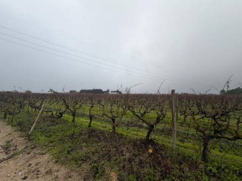 Terreno, Lau, Palmela