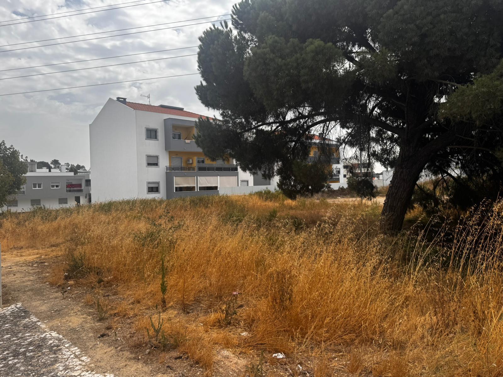 Lote, quinta da Amizade, Setubal
