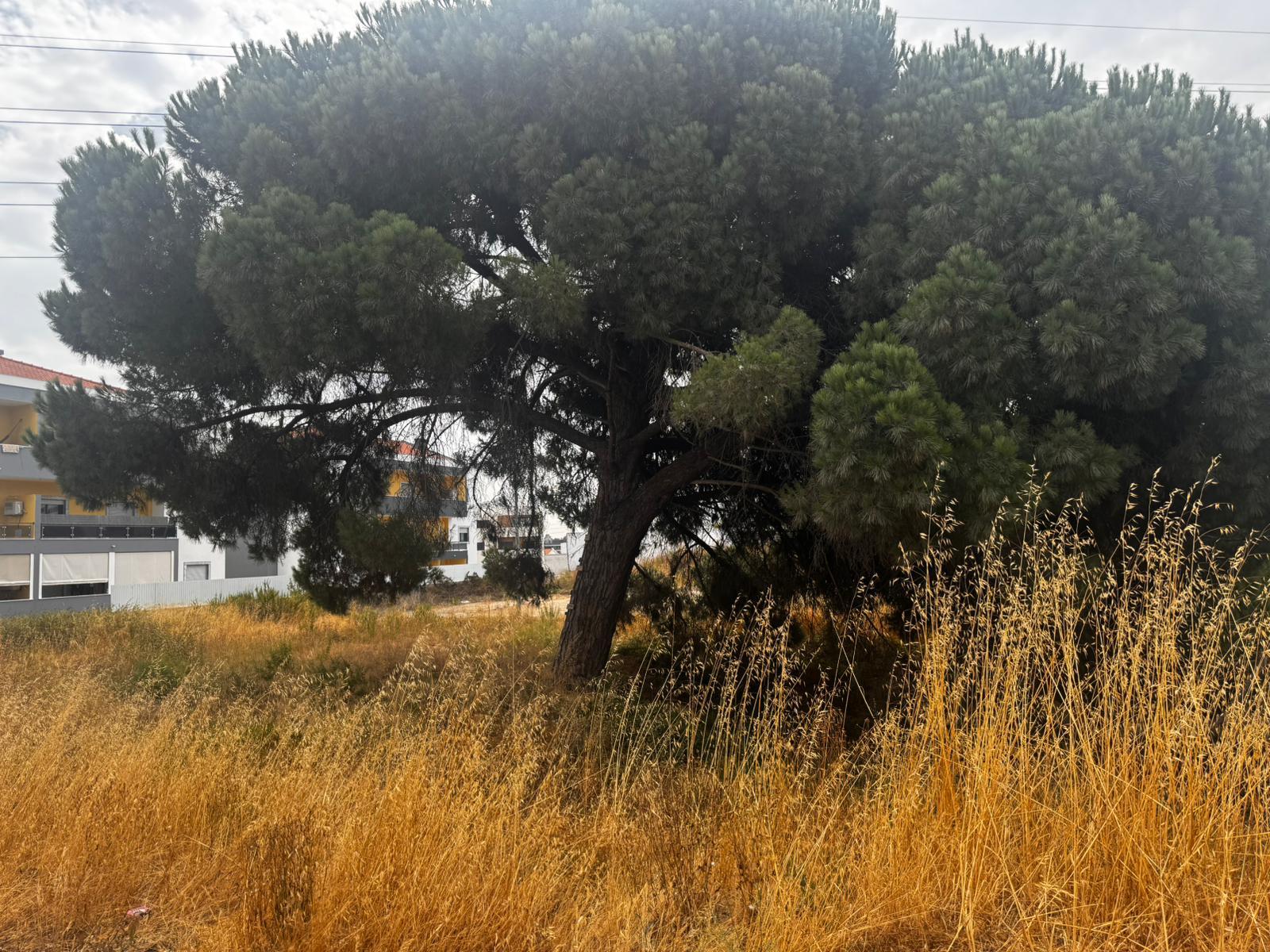 Lote, quinta da Amizade, Setubal