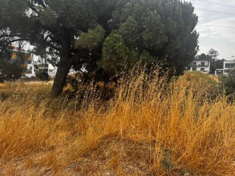 Lote, quinta da Amizade, Setubal