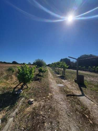 Quinta rústica em Cabanas (Azeitão)