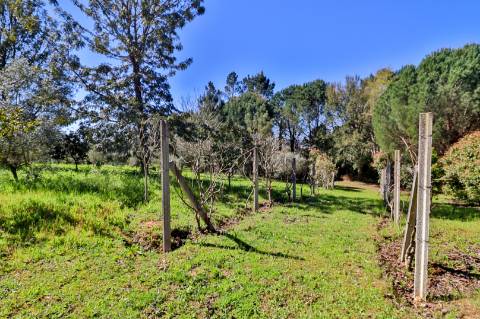 Quinta T4+1 Disponível para venda em Valongo do Vouga