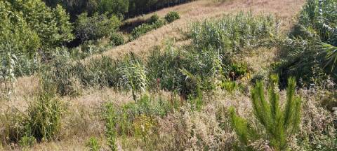 Terreno com viabilidade de construção local muito calmo