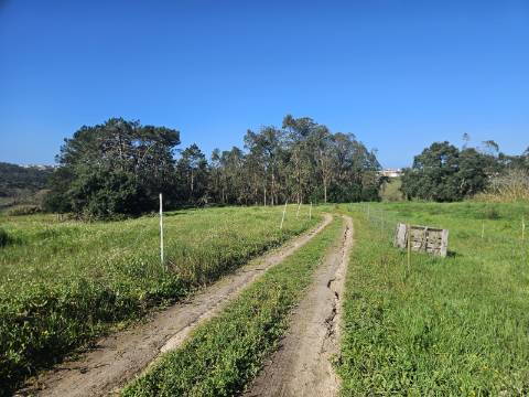 TERRENO COM PROJETO APROVADO PERTO DE CALDAS DA RAINHA