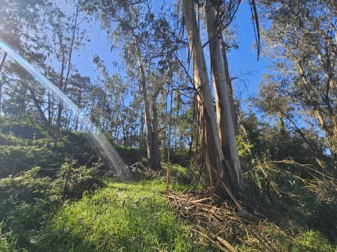 TERRENO COM PROJETO APROVADO PERTO DE CALDAS DA RAINHA