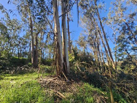 TERRENO COM PROJETO APROVADO PERTO DE CALDAS DA RAINHA