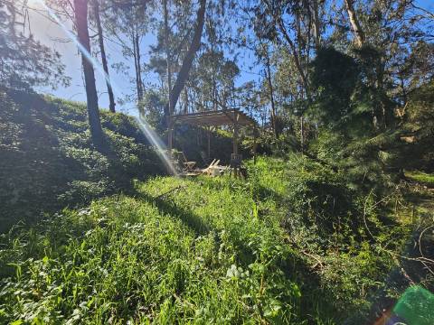 TERRENO COM PROJETO APROVADO PERTO DE CALDAS DA RAINHA