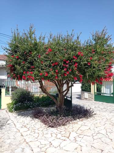 MORADIA DE ARQUITETURA TRADICIONAL PORTUGUESA COM PISCINA PRIVADA - PRÓXIMA DE SÃO MARTINHO DO PORTO