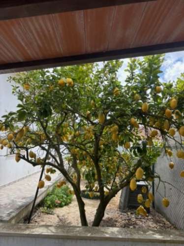 MORADIA TEA ISOLADA DE ARQUITETURA TRADICIONAL PORTUGUESA - FANHAIS, NAZARÉ