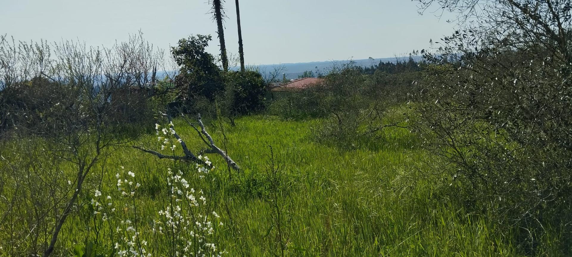 TERRENO AGRÍCOLA PARA VENDA - SOUTO DA CARPALHOSA