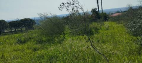 TERRENO AGRÍCOLA PARA VENDA - SOUTO DA CARPALHOSA