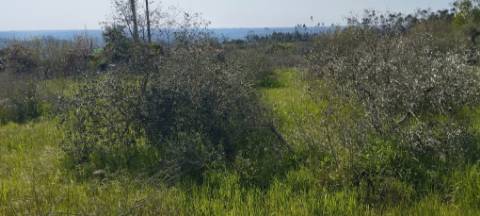 TERRENO AGRÍCOLA PARA VENDA - SOUTO DA CARPALHOSA