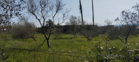 TERRENO AGRÍCOLA PARA VENDA - SOUTO DA CARPALHOSA