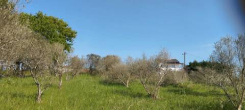 TERRENO AGRÍCOLA PARA VENDA - SOUTO DA CARPALHOSA