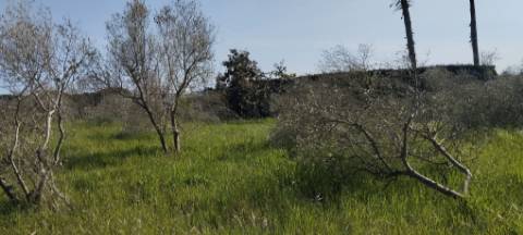 TERRENO AGRÍCOLA PARA VENDA - SOUTO DA CARPALHOSA